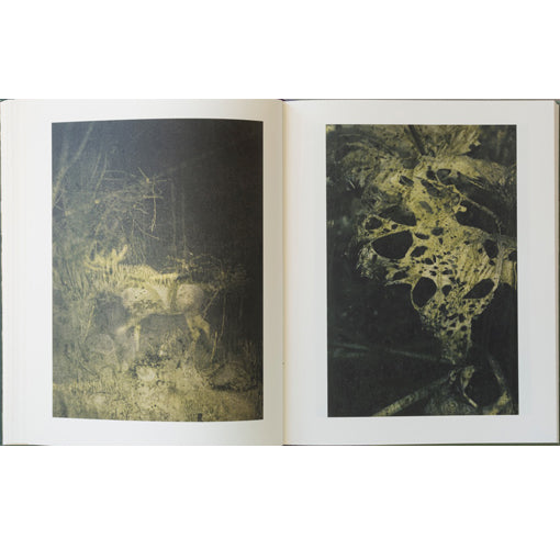 Stephen Gill: Night Procession