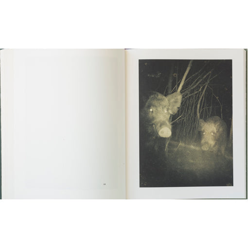 Stephen Gill: Night Procession