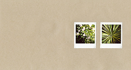 Deanna Templeton: Yesterday (Signed)