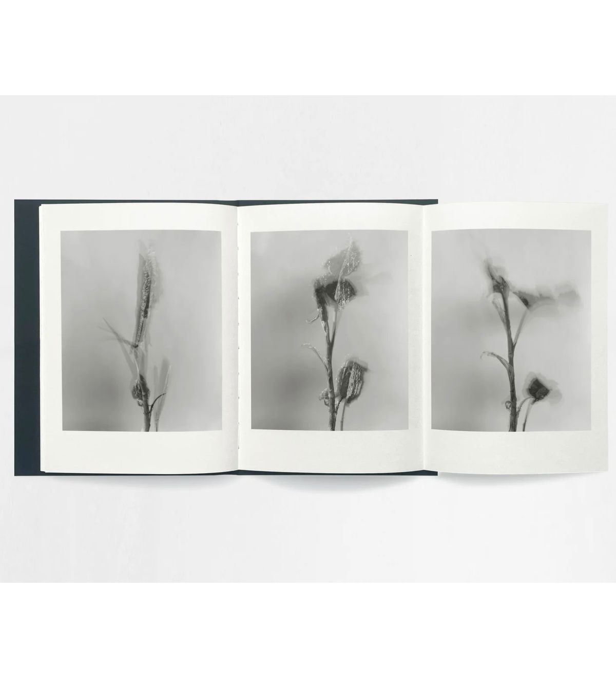 Sam Laughlin Sam Laughlin: Gathering Light (with signed print) – TPG Bookshop