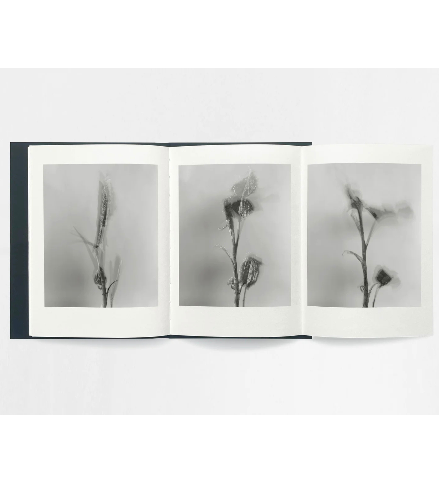 Sam Laughlin: Gathering Light (with signed print)