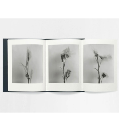 Sam Laughlin: Gathering Light (with signed print)