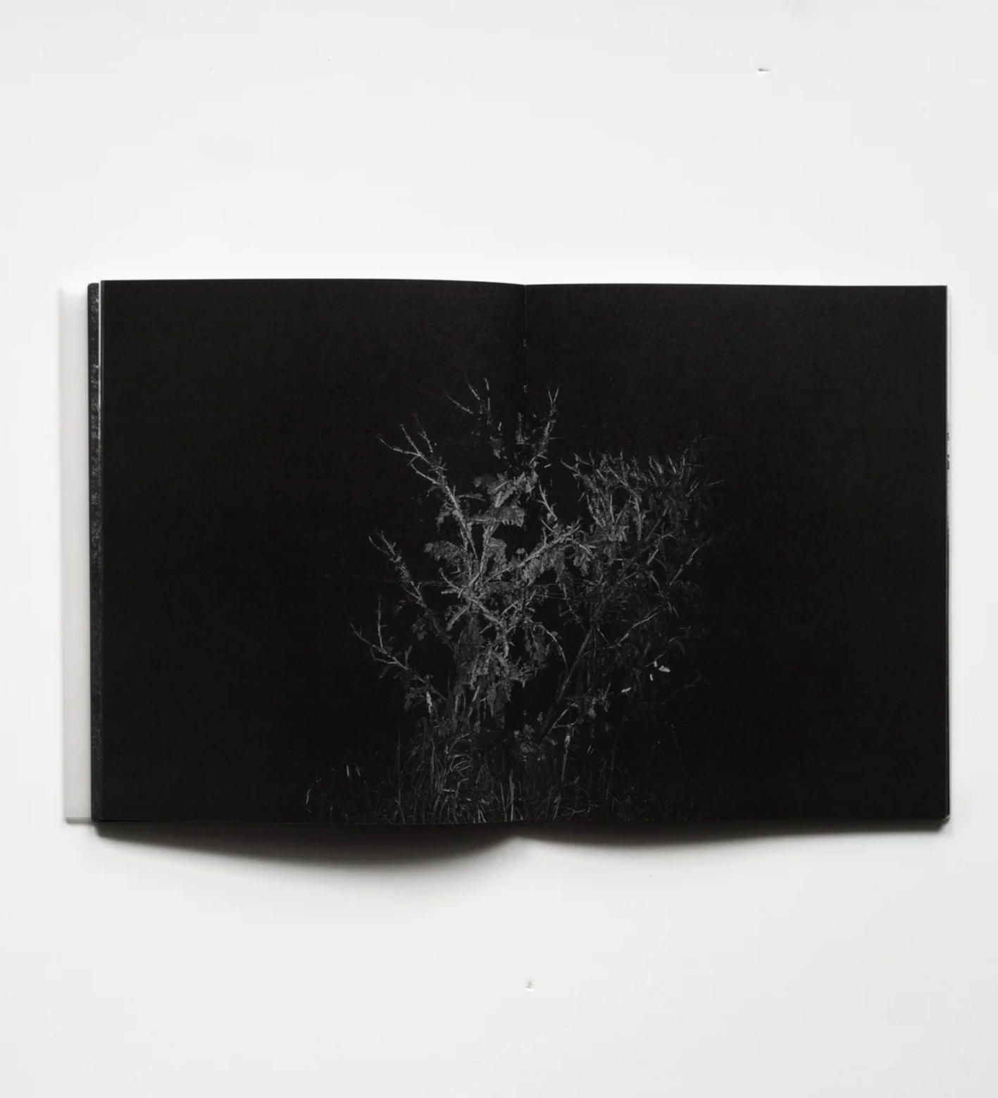 Maciej Forreiter and Jakub Szachnowski: RAREFIED