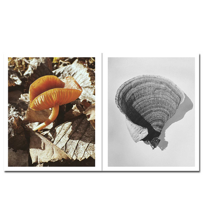 Ying Ang: Fruiting Bodies