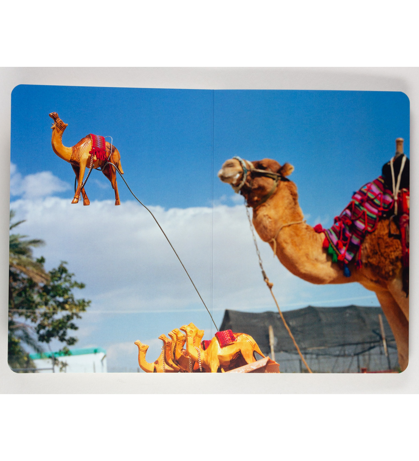 Martin Parr: Animals