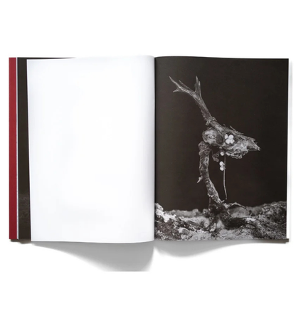 Tomasz Kawecki: IN PRAISE OF SHADOW