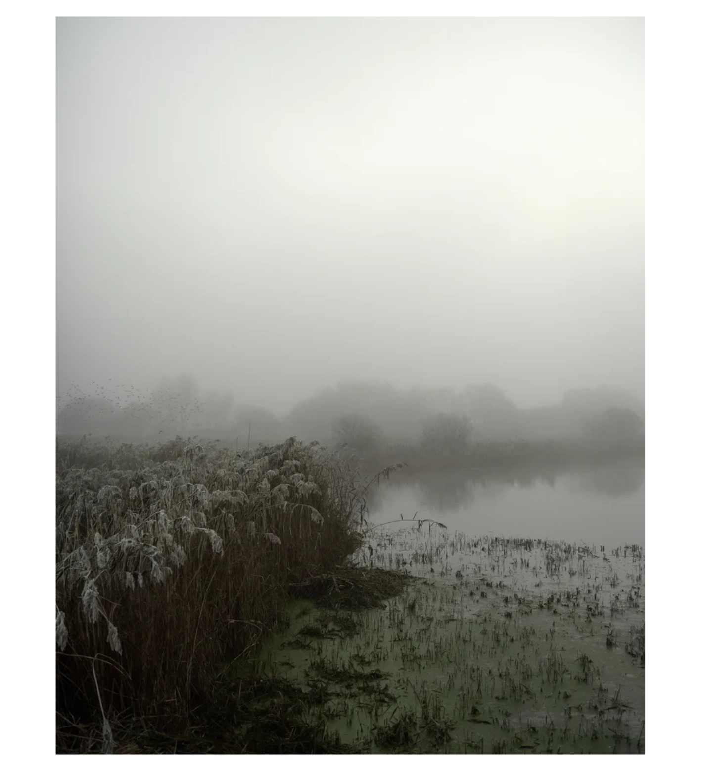 Jem Southam: Starlings