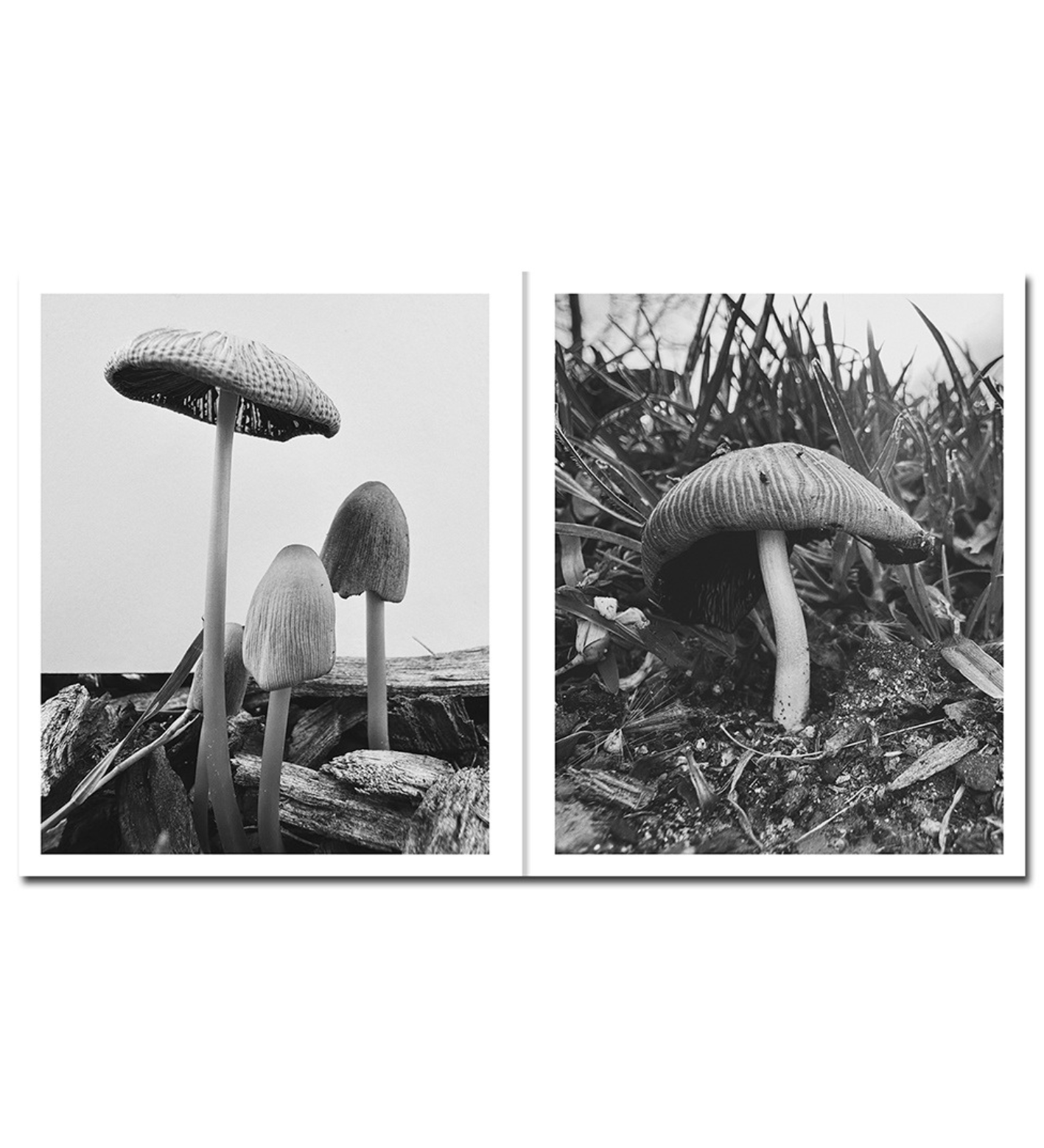 Ying Ang: Fruiting Bodies