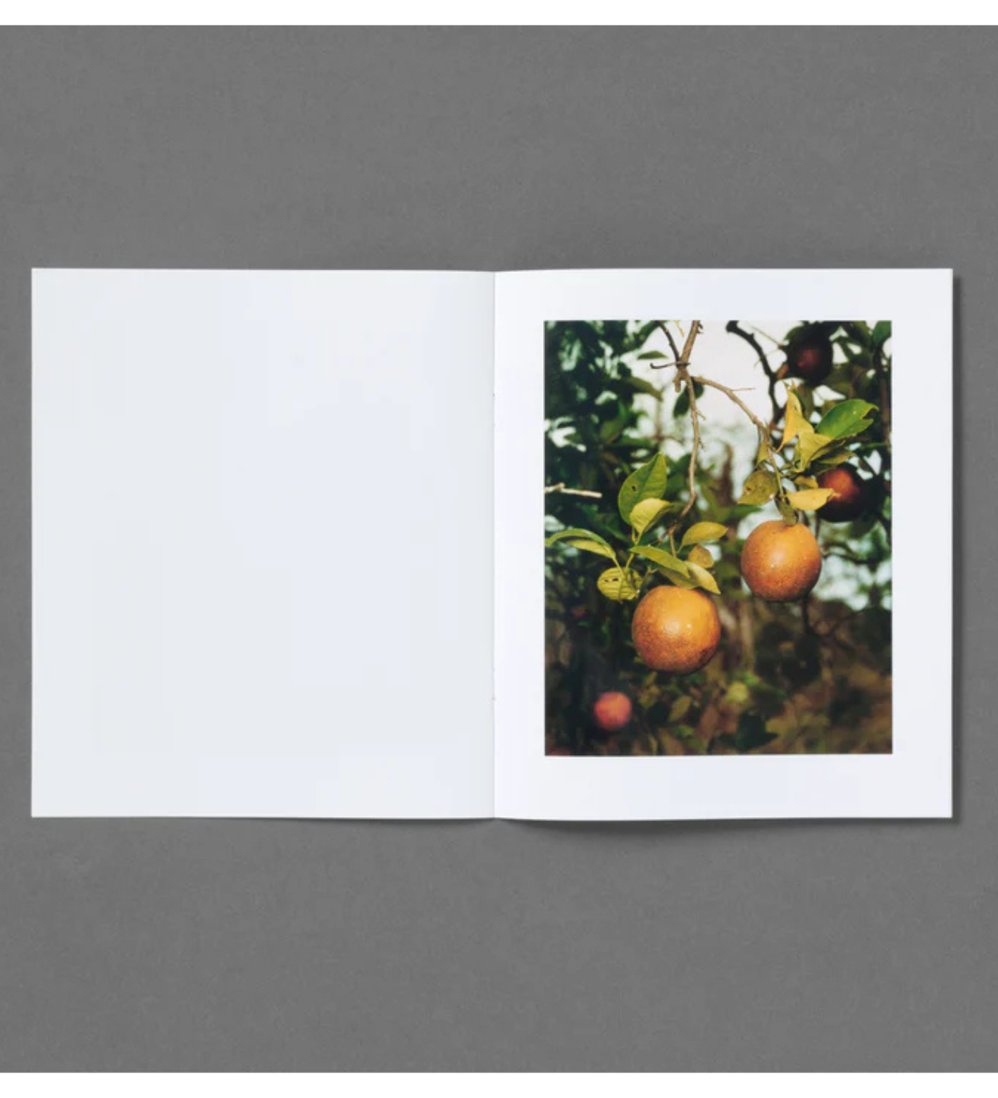 Roe Ethridge: In the Beginning
