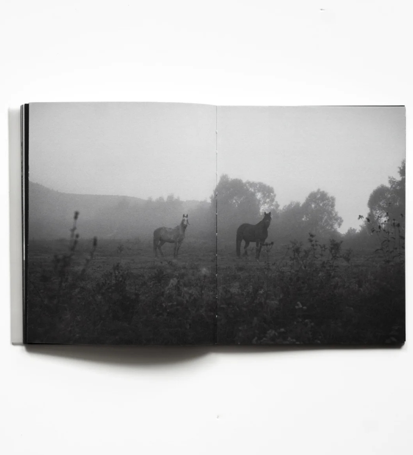 Maciej Forreiter and Jakub Szachnowski: RAREFIED