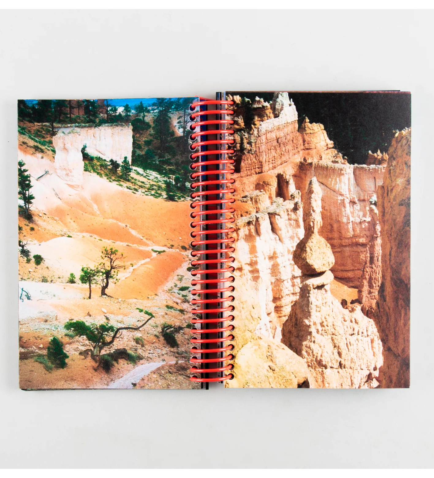 Louise Mutrel: DESERT GRILL DOLLAR TREE FOSSILS TRAP