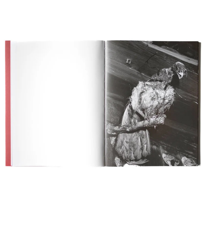 Tomasz Kawecki: IN PRAISE OF SHADOW