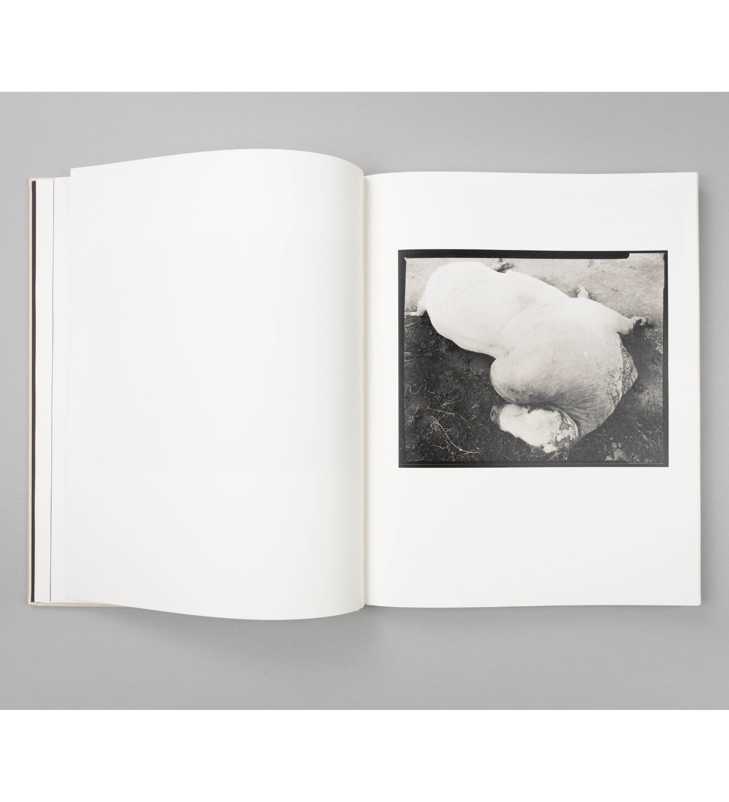 Rory King: Gumsucker (pre-order signed copies)