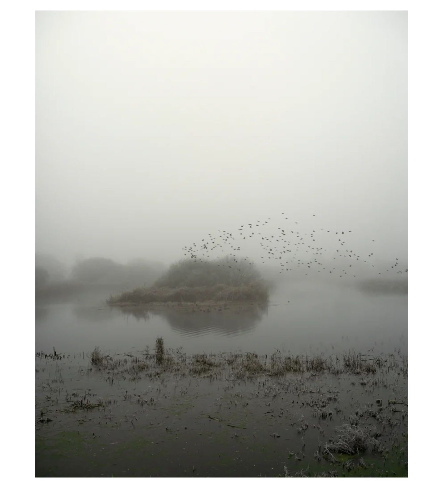 Jem Southam: Starlings