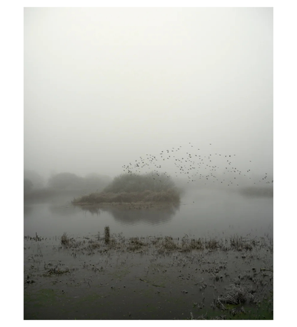 Jem Southam: Starlings
