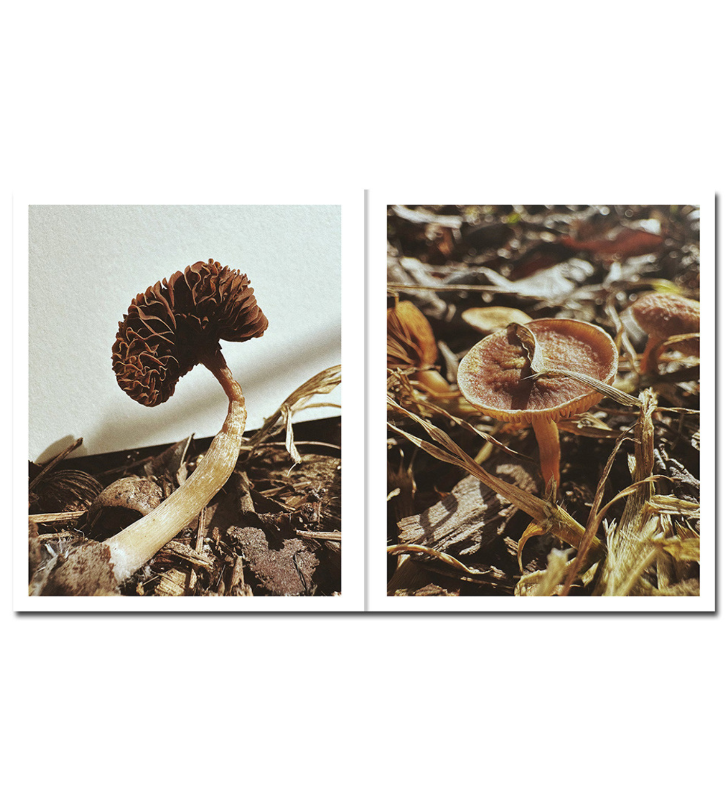 Ying Ang: Fruiting Bodies