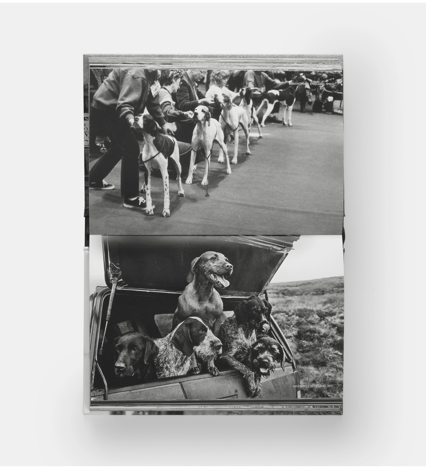 Elliott Erwitt: DogDogs