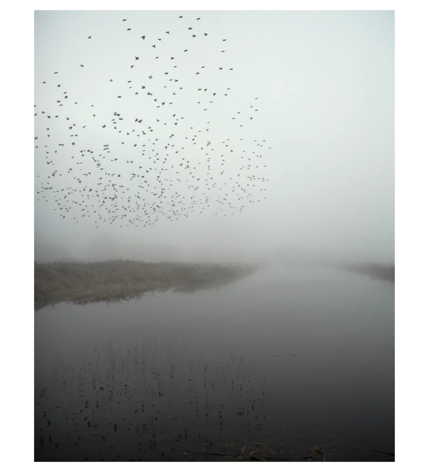 Jem Southam: Starlings