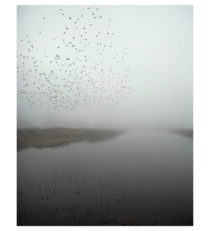 Jem Southam: Starlings