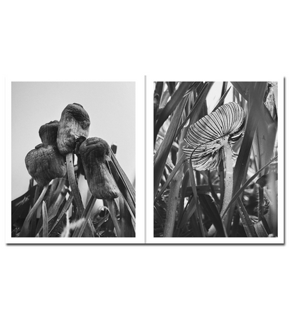 Ying Ang: Fruiting Bodies