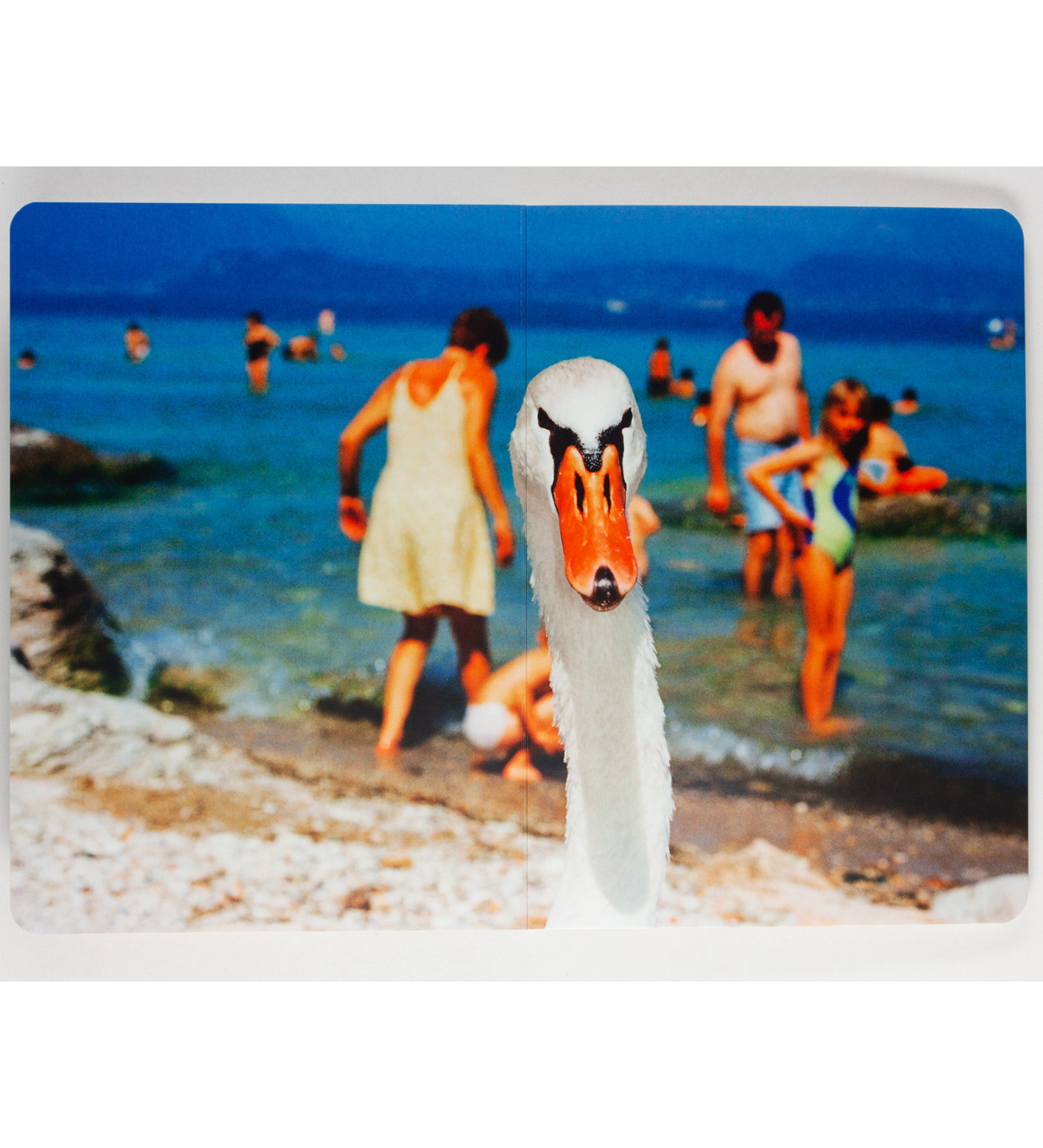 Martin Parr: Animals