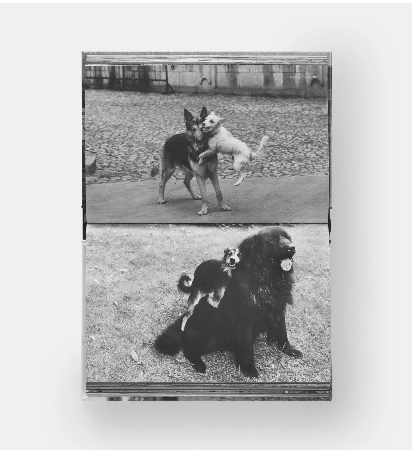 Elliott Erwitt: DogDogs