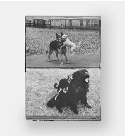 Elliott Erwitt: DogDogs