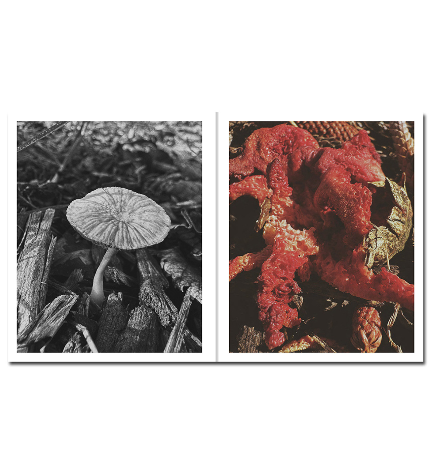 Ying Ang: Fruiting Bodies