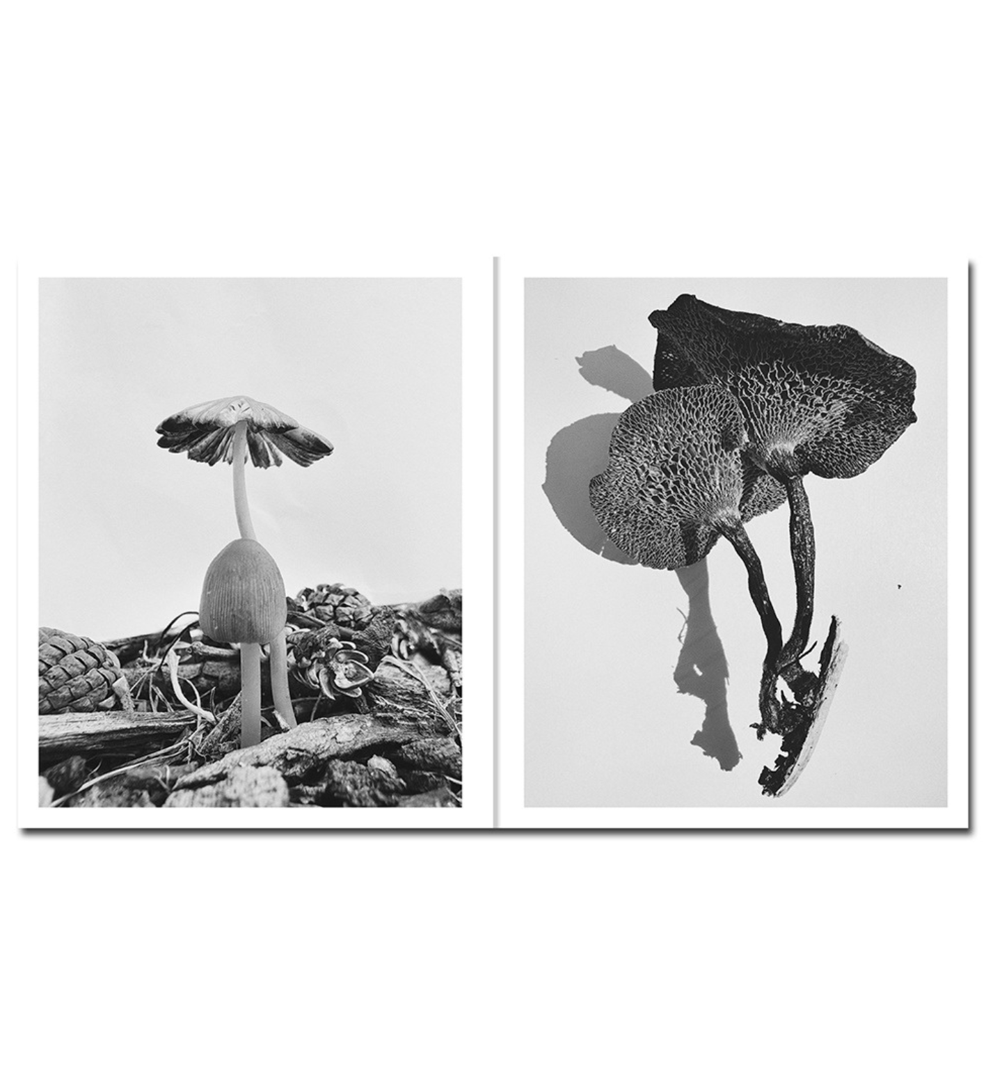 Ying Ang: Fruiting Bodies