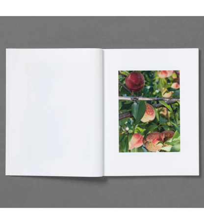 Roe Ethridge: Rude in the Good Way