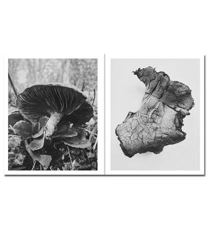 Ying Ang: Fruiting Bodies
