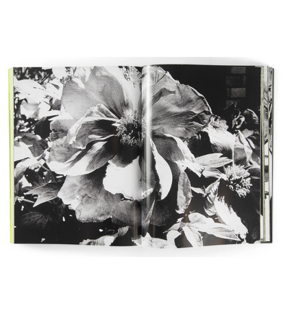 Daido Moriyama: Quartet