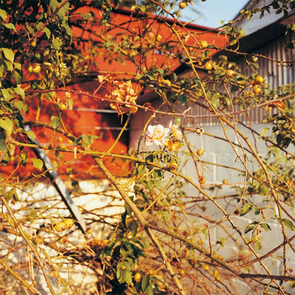 Eggleston, William: 2 1/4