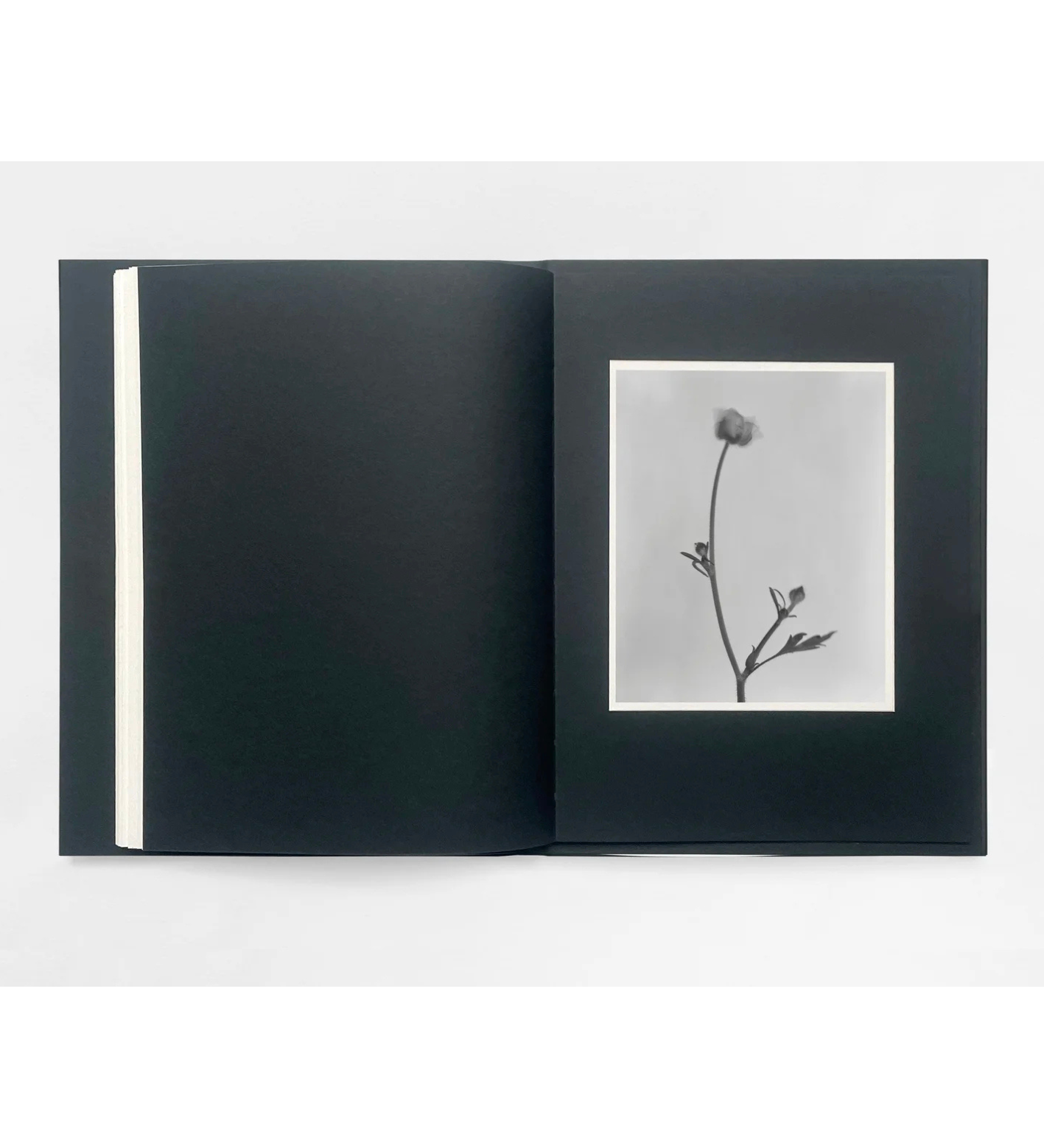 Sam Laughlin: Gathering Light (with signed print)