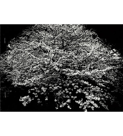 Daido Moriyama: Flowers (Signed)