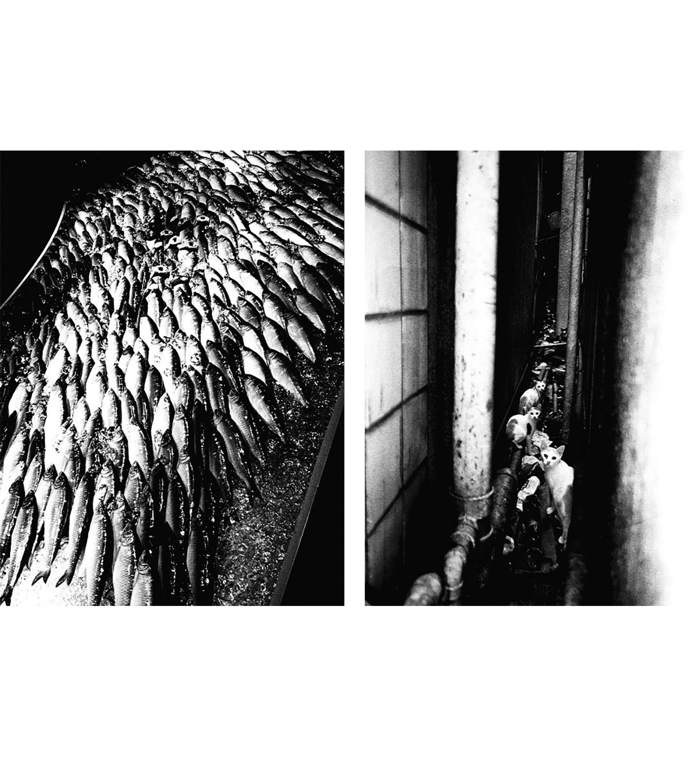 Avo Tavitian / Daido Moriyama: Los Angeles x Shinjuku