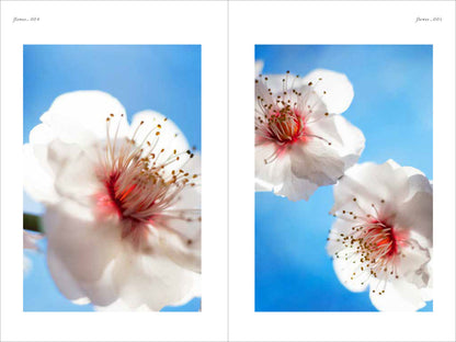 Mika Ninagawa: Flowers, Shimmering Light
