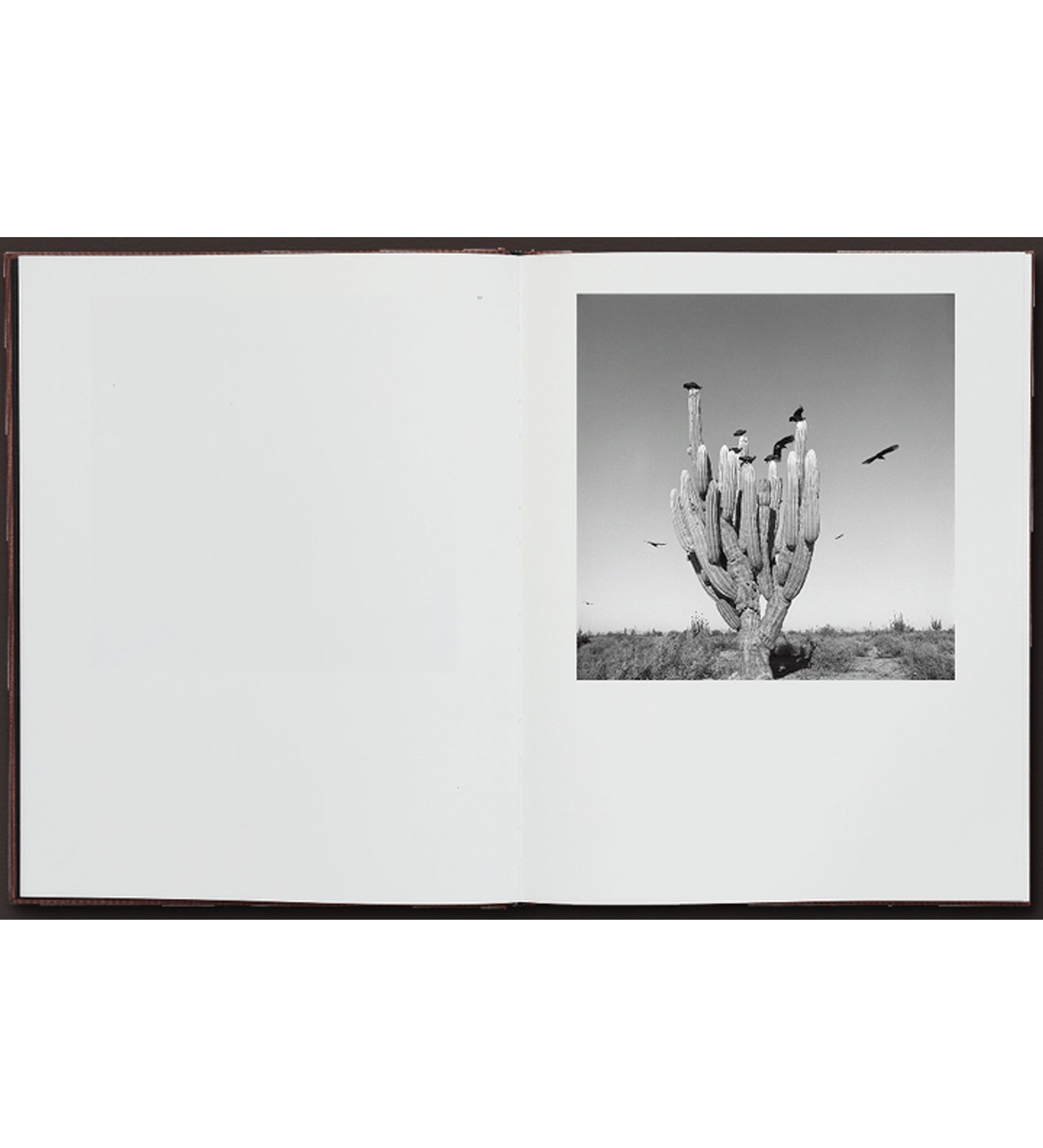 Graciela Iturbide: Des Oiseaux