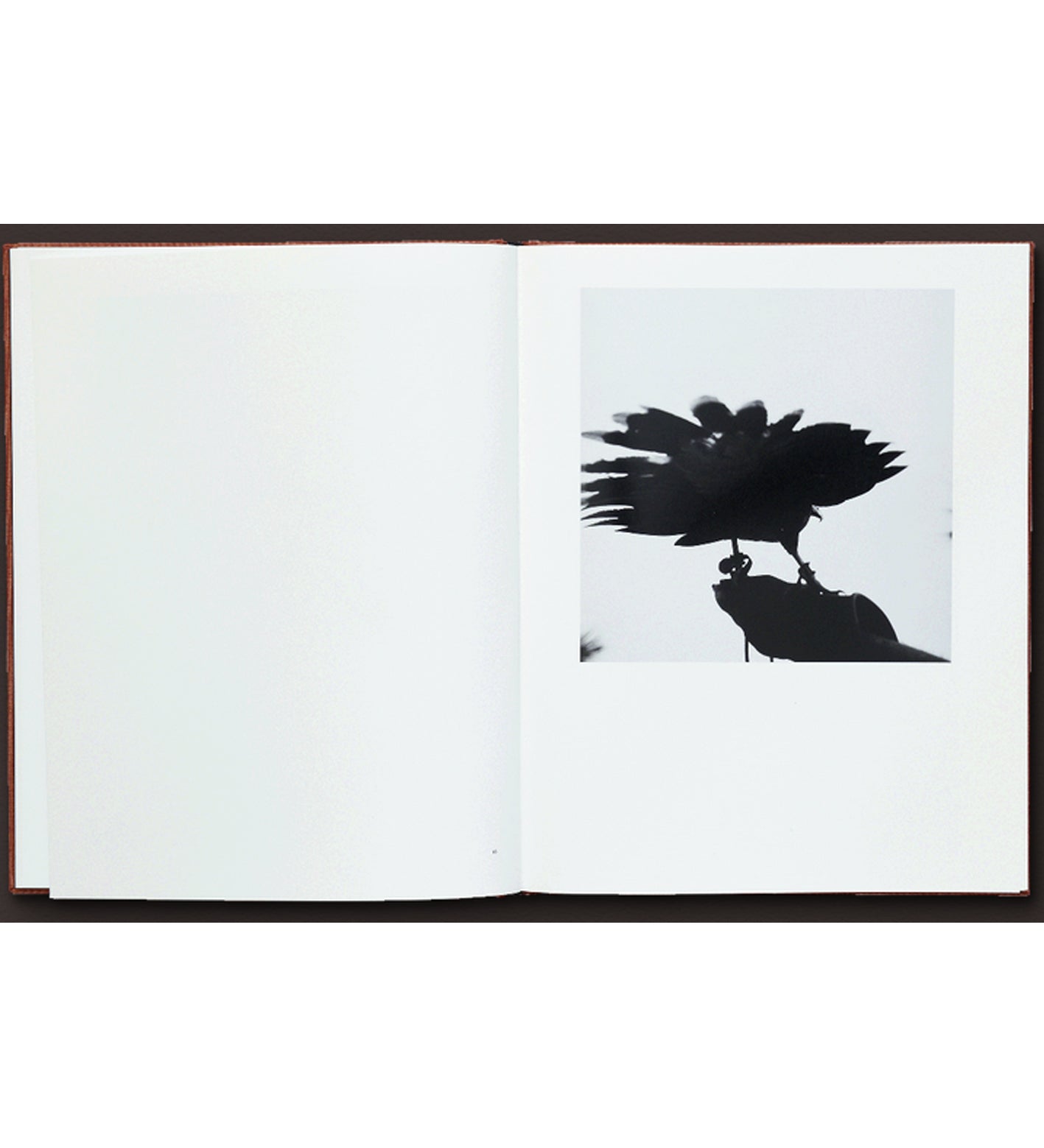 Graciela Iturbide: Des Oiseaux