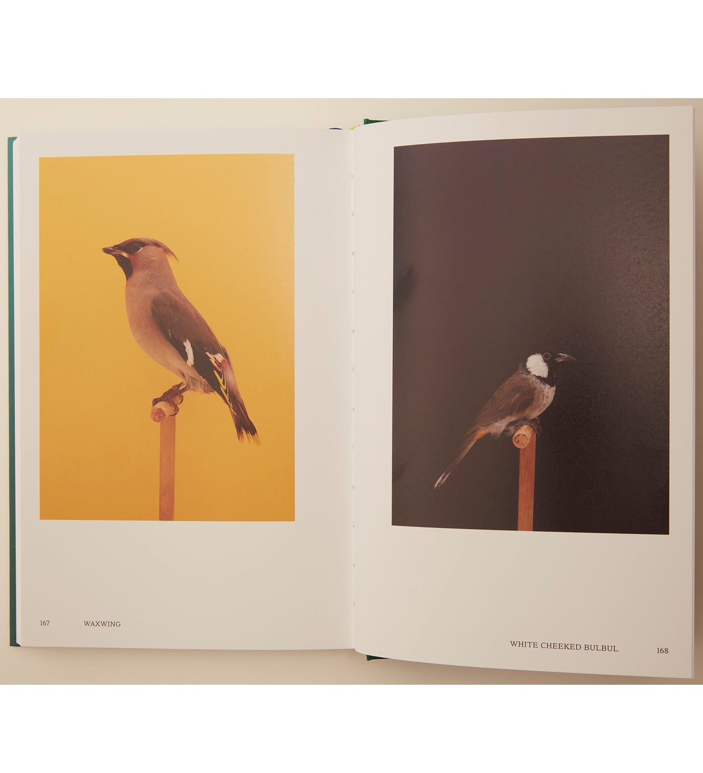 Luke Stephenson: An Incomplete Dictionary of Show Birds Vol. 2 