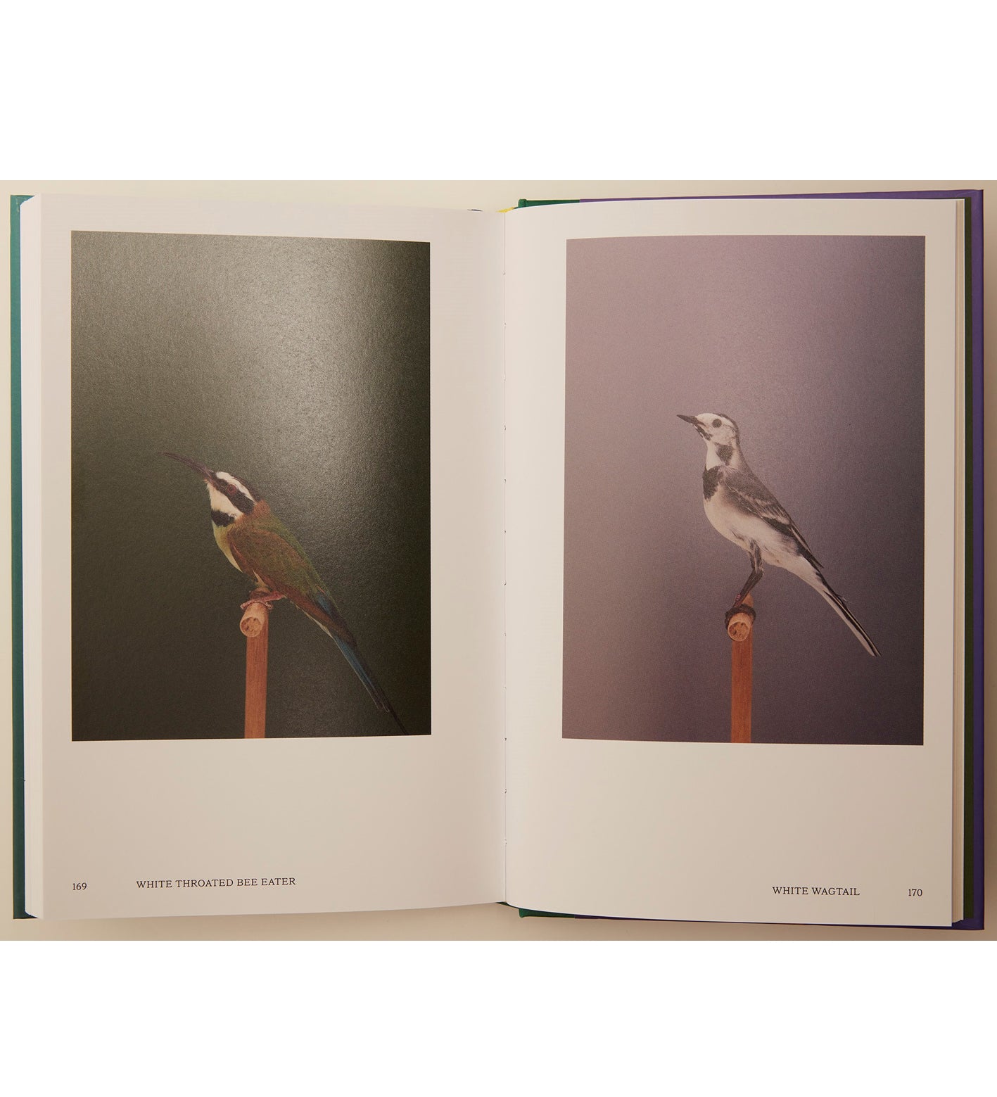 Luke Stephenson: An Incomplete Dictionary of Show Birds Vol. 2