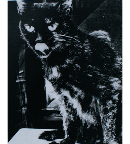 Daido Moriyama: Stray Cats (Signed)