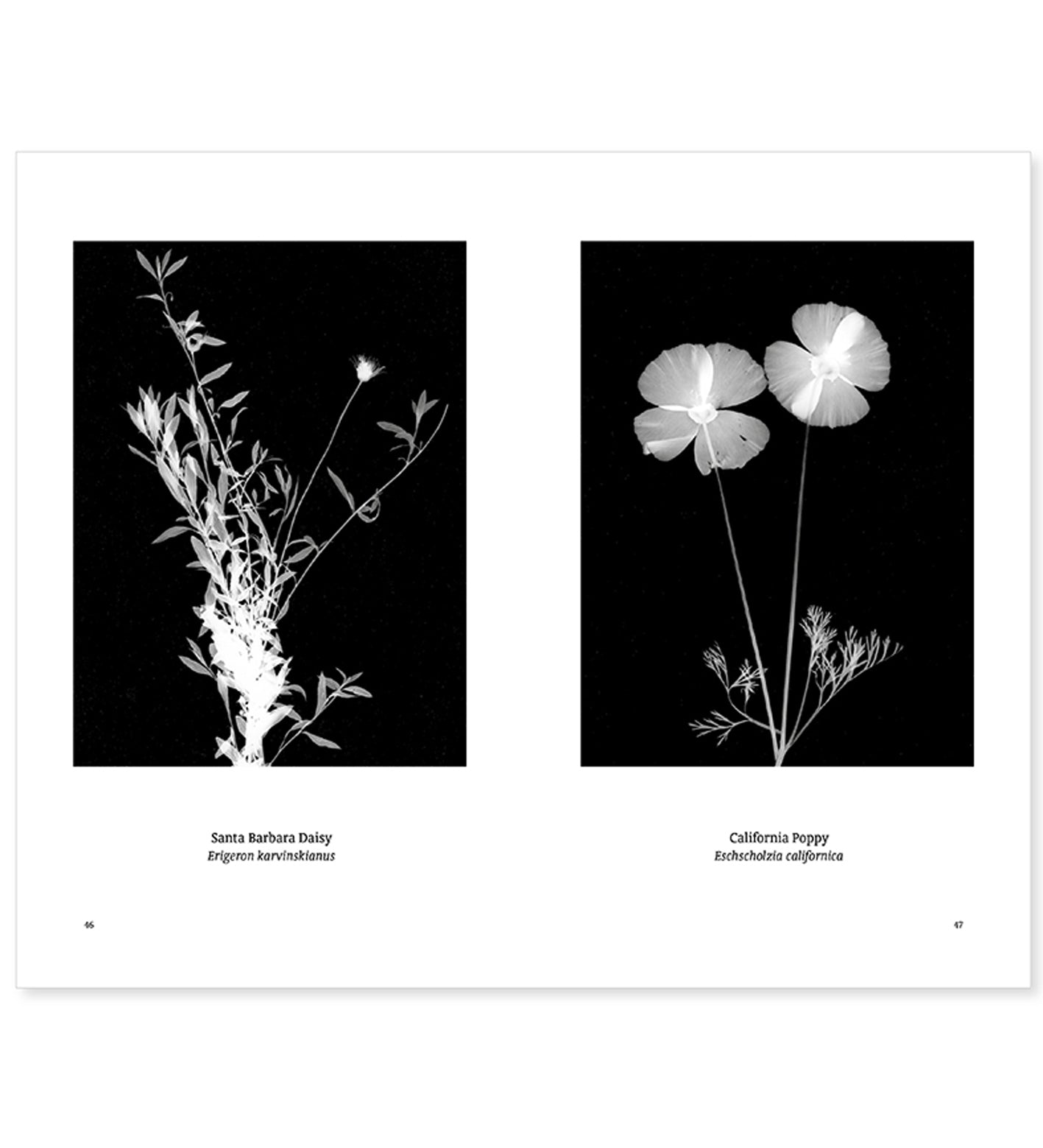 William Arnold: Suburban Herbarium