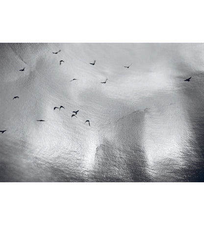 Nicholas Hughes: Uncertain Silence, Set of 8 Postcards (signed)