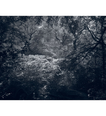 Nicholas Hughes: Uncertain Silence, Set of 8 Postcards (signed)