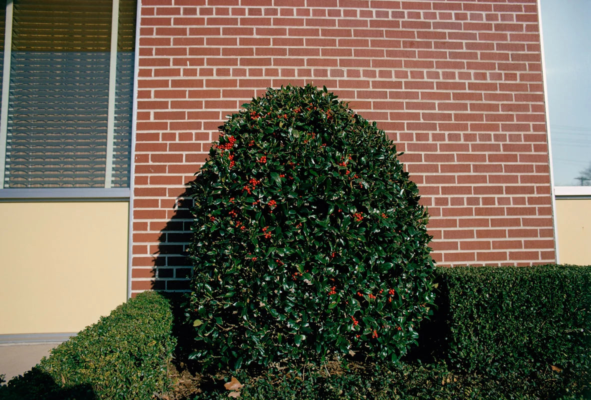 Eggleston, William: For Now