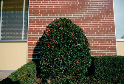 Eggleston, William: For Now