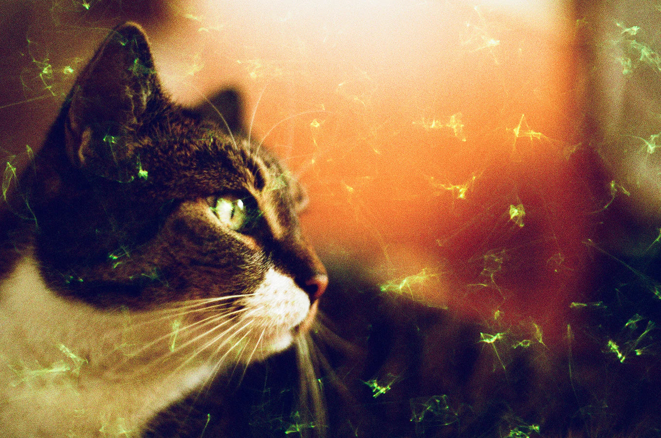 Revolog Emerald 35mm film Limited Edition