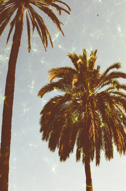 Revolog Emerald 35mm film Limited Edition