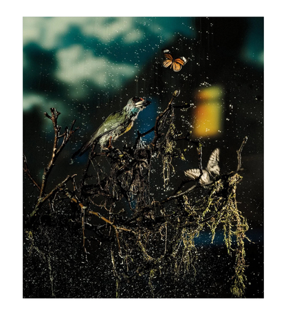 Diego Fabro: Reverie Park
